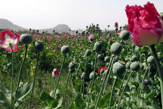 Τώρα μαδούν τις… παπαρούνες