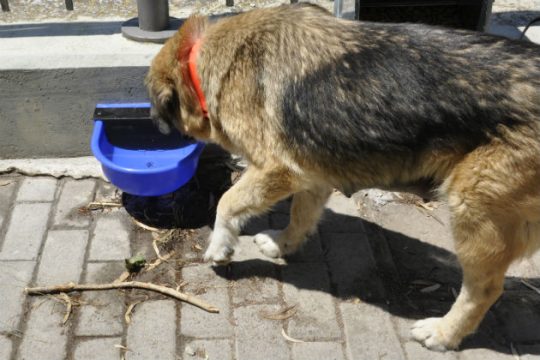 Σοβαρός τραυματισμός γυναίκας από σκύλους