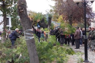 Βόλος: ο δήμος… πλήγωσε τα δέντρα