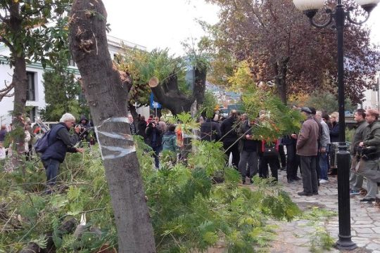 Βόλος: ο δήμος… πλήγωσε τα δέντρα