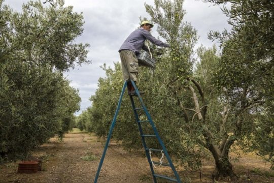 Το «Τσάμπιονς Λιγκ» του μουρέλου