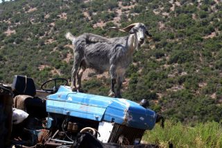 Προστατεύει περισσότερες, νομιμοποιεί παρανομίες!