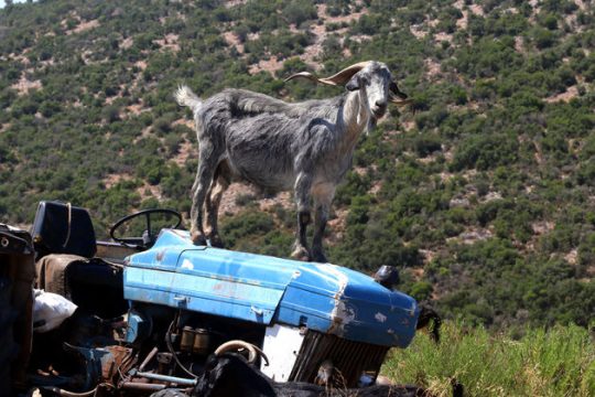 Προστατεύει περισσότερες, νομιμοποιεί παρανομίες!