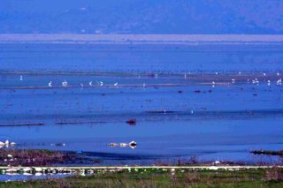 Αλήθειες και ψέματα για τα νεκρά ψάρια της Κάρλας