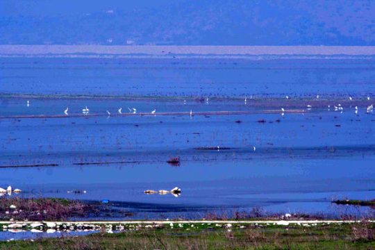 Αλήθειες και ψέματα για τα νεκρά ψάρια της Κάρλας