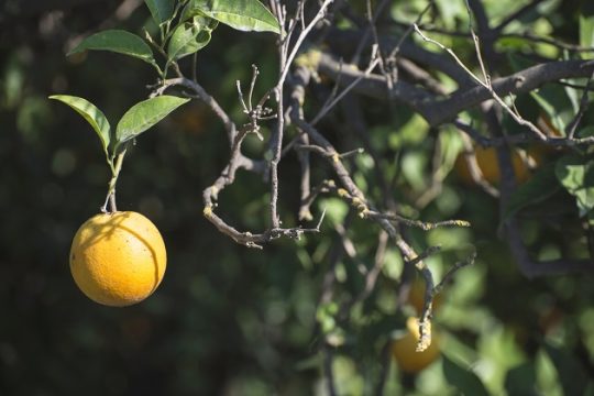 Από μία νεραντζιά στα μονοπάτια του μύθου