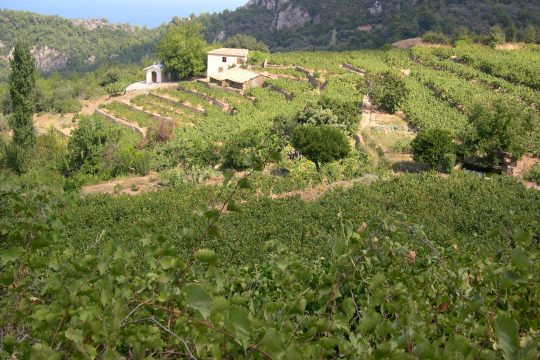 Σαμιώτικες πεζούλες ξερολιθιάς στα «κρασιά του κόσμου»