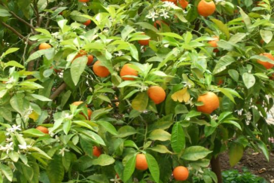 Τόσα νεράντζια που πάνε στράφι…