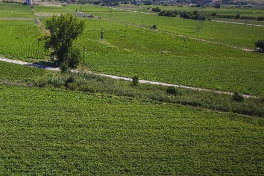 Εξόφληση σύντομα για τους τευτλοπαραγωγούς