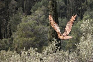 Γιορτή απελευθέρωσης!