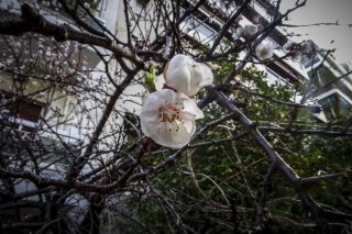 Ανοιξη, την πόρτα άνοιξε…
