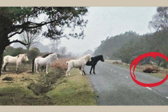 Ενός λεπτού σιγή για το σκοτωμένο πόνι