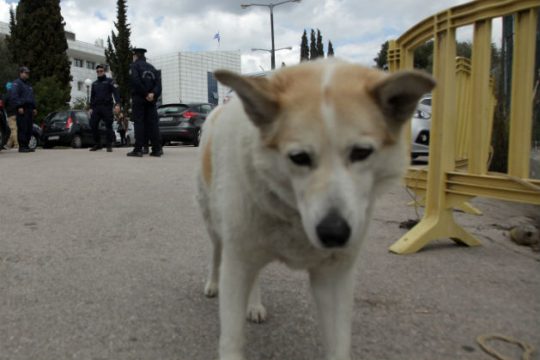 Απίστευτες δικαιολογίες για την κακοποίηση του αδέσποτου σκύλου