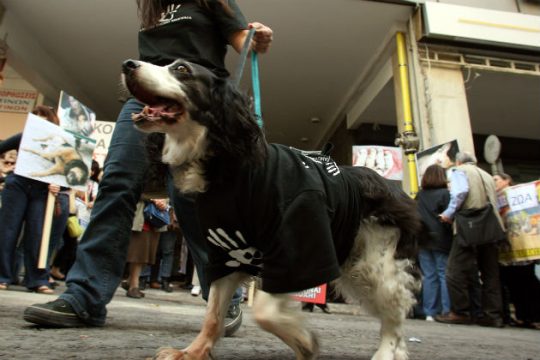 Προς απόσυρση το νομοσχέδιο για τα ζώα συντροφιάς