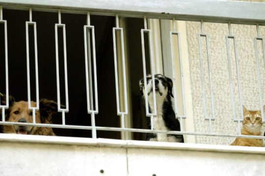 Αποσύρεται και επισήμως το νομοσχέδιο για τα ζώα συντροφιάς