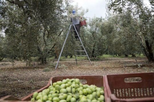 Ρύθμιση αγροτικών χρεών με «κούρεμα» έως 60% και σε 120 δόσεις