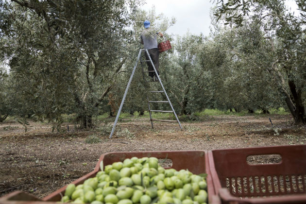 Ρύθμιση αγροτικών χρεών με «κούρεμα» έως 60% και σε 120 δόσεις