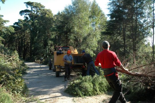 5.066 θέσεις κοινωφελούς εργασίας σε Δασικές Υπηρεσίες