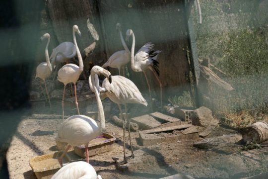 Αφησαν να δημιουργηθεί ένα «Κωσταλέξι» για τα ζώα