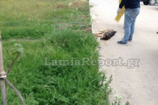 Μαζικές δολοφονίες σκυλιών