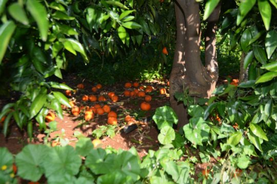 Αποζημιώσεις 30 εκατ. ευρώ από τον ΕΛΓΑ