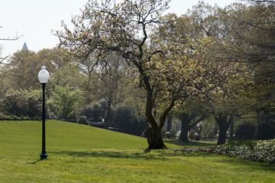 Η… μαγική βελανιδιά