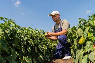 Ξεκινά η ρύθμιση για χρέη αγροτών