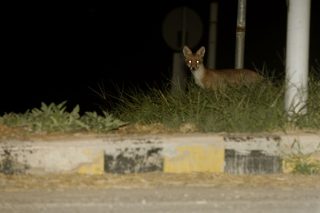 Είδα πάλι την απονήρευτη αλεπουδίτσα…