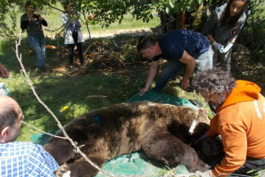 Υπό παρακολούθηση τέσσερις αρκούδες