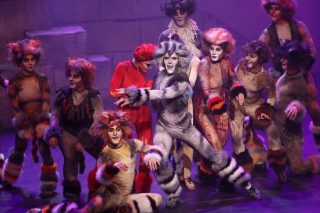 Cats: τα ελληνικά «γατιά» που λένε παγκόσμιες αλήθειες!