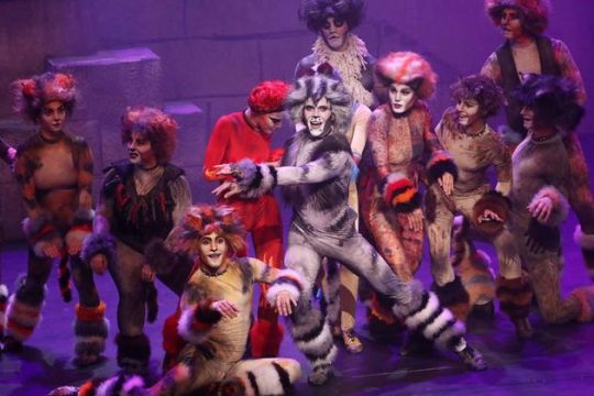 Cats: τα ελληνικά «γατιά» που λένε παγκόσμιες αλήθειες!