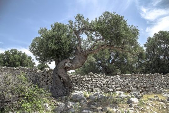 Καινοτομία και βιωσιμότητα