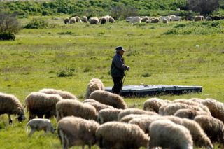 «Ακριβοί» στις ενισχύσεις και «φτηνοί» στο γάλα