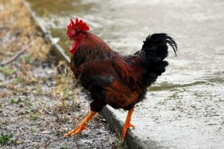 Ενας κόκορας στα Πατήσια