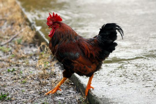 Ενας κόκορας στα Πατήσια