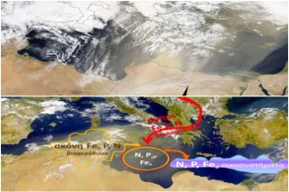 «Η αφρικανική σκόνη είναι καθοριστική για την ανάπτυξη της θαλάσσιας και χερσαίας χλωρίδας»