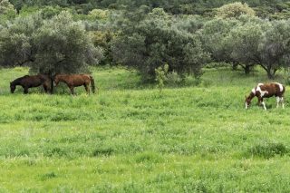 Άλογα