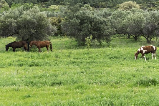 Άλογα