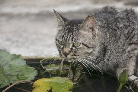 Δροσερό νερό για τα αδέσποτα στον Δήμο Αθηναίων