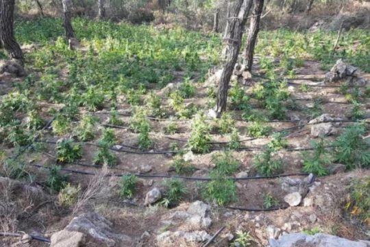 Ιεράπετρα: Εντοπίστηκε φυτεία με 1704 δενδρύλλια κάνναβης