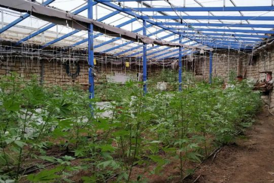 Ιεράπετρα: Πάνω από 2.500 δενδρύλια κάνναβης σε θερμοκήπια