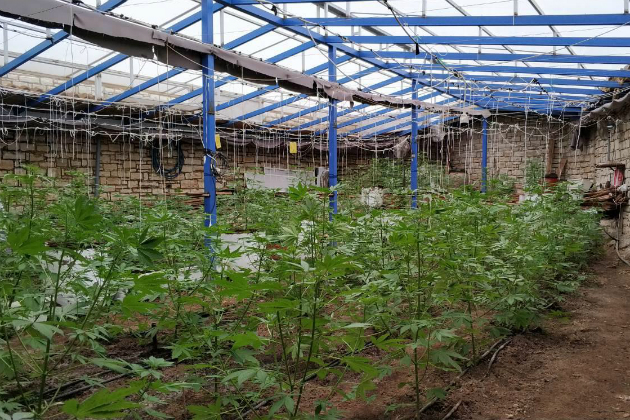 Ιεράπετρα: Πάνω από 2.500 δενδρύλια κάνναβης σε θερμοκήπια