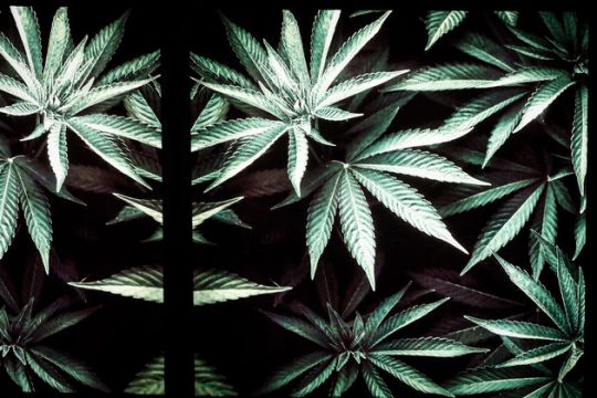 Legalize it και στην Τσεχία