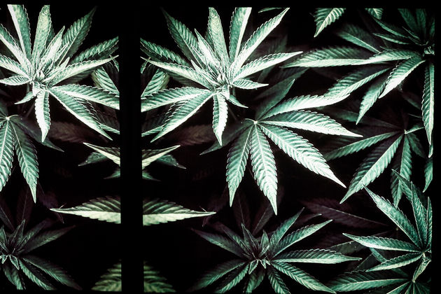 Legalize it και στην Τσεχία