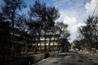 Χιλιάδες υπογράφουν στο Avaaz απαιτώντας την αναδάσωση των καμένων