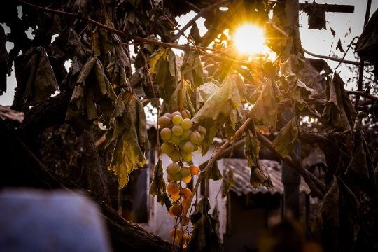 Η κριτική και η δουλικότητα