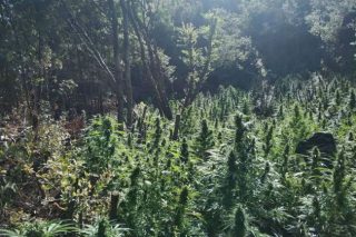 Οκτώ συλλήψεις για 1800 δενδρύλλια κάνναβης στη Φθιώτιδα