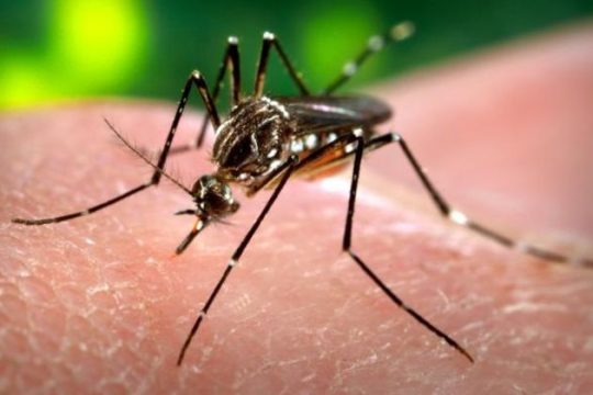 Σε επαγρύπνηση οι αρχές για τον ιό του Δυτικού Νείλου
