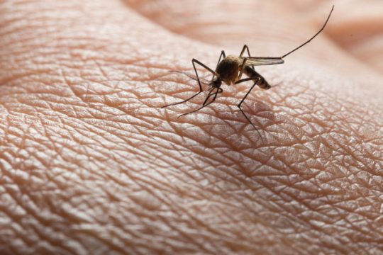 ΕΟΔΥ: 24 νέα κρούσματα και 3 θάνατοι από τον ιό του Δυτικού Νείλου