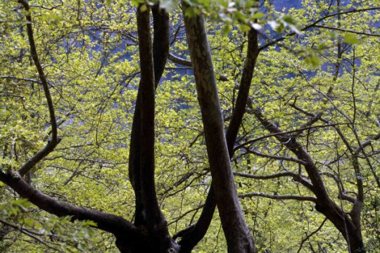 Θέλει η νύφη κι ο γαμπρός, αλλά όχι και η Αποκεντρωμένη Διοίκηση